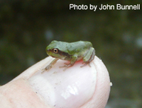 Pine Barrens treefrog 